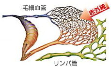 赤外線が血液に働くメカニズム